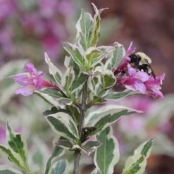 Weigela My Monet Purple Effect® -Botanical Bliss 29312 3