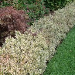 Weigela My Monet Purple Effect® -Botanical Bliss 29312 4