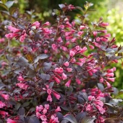 Weigela Very Fine Wine®