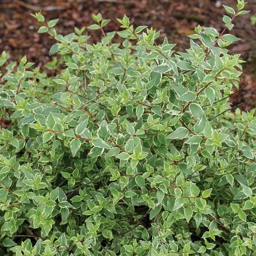 Abelia Mucho Gusto™ 3 Abelia Mucho Gusto™