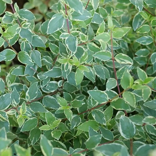 Abelia Mucho Gusto™ 4 Abelia Mucho Gusto™ - Image 2