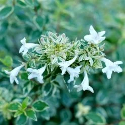 Abelia Mucho Gusto™ 7 Abelia Mucho Gusto™ -Botanical Bliss 29319 2