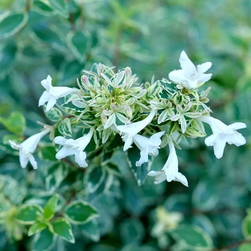 Abelia Mucho Gusto™ 5 Abelia Mucho Gusto™ - Image 3