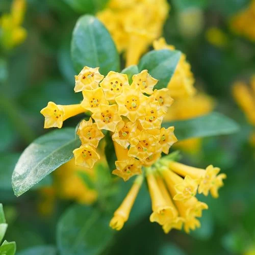 Cestrum Juiced™ Orange Jessamine 3 Cestrum Juiced™ Orange Jessamine