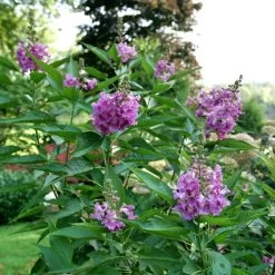 Chitalpa El Niño™ Desert Orchid -Botanical Bliss 29324 2