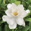 Gardenia Pillow Talk® 1 Gardenia Pillow Talk® -Botanical Bliss 29325