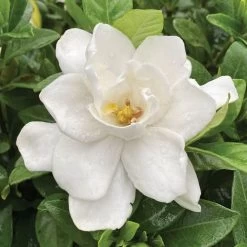 Gardenia Pillow Talk®
