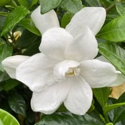 Gardenia Pillow Talk® -Botanical Bliss 29325 2