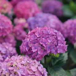 Hydrangea Let's Dance Lovable™ Bigleaf Hydrangea -Botanical Bliss 29329 3