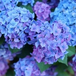 Hydrangea Let's Dance Lovable™ Bigleaf Hydrangea -Botanical Bliss 29329 4