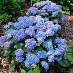 Hydrangea Let's Dance Lovable™ Bigleaf Hydrangea -Botanical Bliss 29329 6