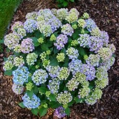 Hydrangea Let's Dance Lovable™ Bigleaf Hydrangea -Botanical Bliss 29329 7