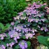 Hydrangea Tuff Stuff Top Fun™ Mountain Hydrangea -Botanical Bliss 29330