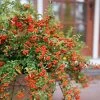 Pyracomeles Berry Box™ -Botanical Bliss 29335