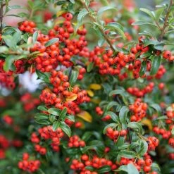 Pyracomeles Berry Box™ -Botanical Bliss 29335 2