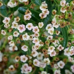 Pyracomeles Berry Box™ -Botanical Bliss 29335 3