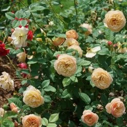 Rosa Flavorette™ Honey-Apricot Rose