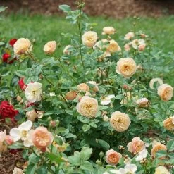 Rosa Flavorette™ Honey-Apricot Rose -Botanical Bliss 29336 3