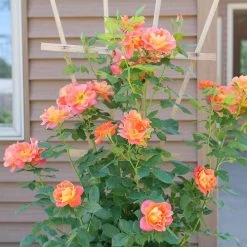 Rosa Rise Up Emberays™ Climbing Rose