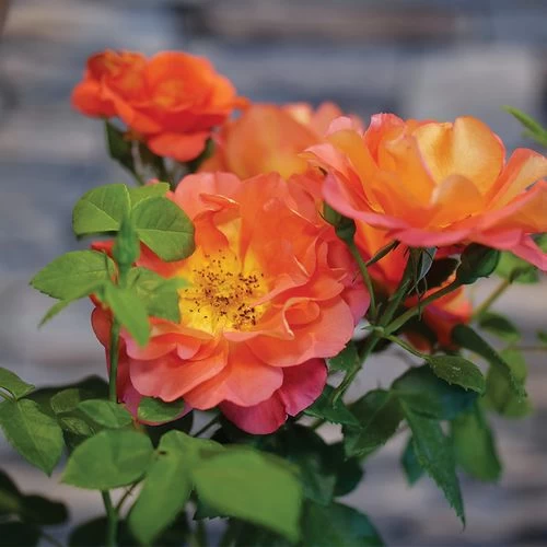 Rosa Rise Up Emberays™ Climbing Rose 4 Rosa Rise Up Emberays™ Climbing Rose - Image 2