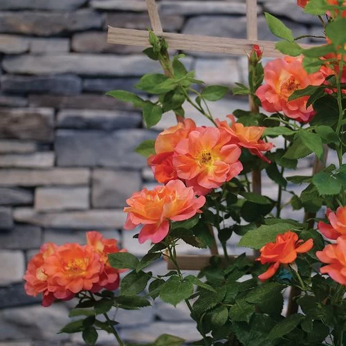 Rosa Rise Up Emberays™ Climbing Rose 5 Rosa Rise Up Emberays™ Climbing Rose - Image 3