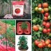 Park's Tomato Solution Collection -Botanical Bliss 29352