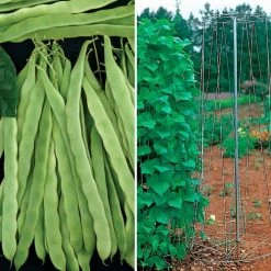 Park's Bean Solution Collection