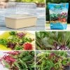 Park's Small Microgreens Collection -Botanical Bliss 29359