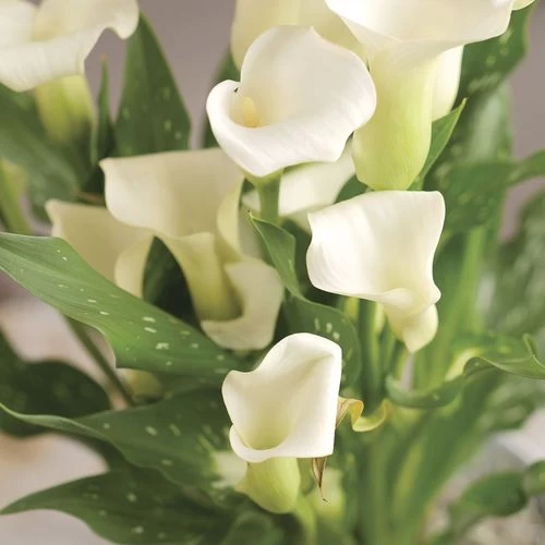 White Calla Lily Plant 4 White Calla Lily Plant - Image 2