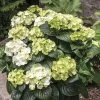 Hydrangea Grin And Tonic™ Bigleaf Hydrangea -Botanical Bliss 29410