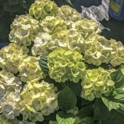 Hydrangea Grin And Tonic™ Bigleaf Hydrangea -Botanical Bliss 29410 1