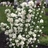 Philadelphus Pearls Of Perfume Mock Orange 1 Philadelphus Pearls Of Perfume Mock Orange -Botanical Bliss 29412