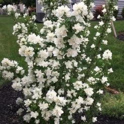 Philadelphus Pearls Of Perfume Mock Orange