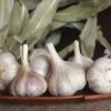 Garlic Musik Organic Bulbs -Botanical Bliss 29417 PK 2