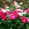 Dianthus Sugar N' Spice -Botanical Bliss 29418