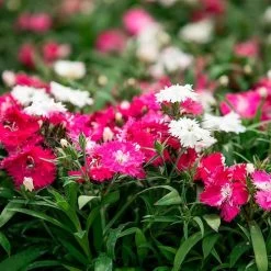 Dianthus Sugar N' Spice