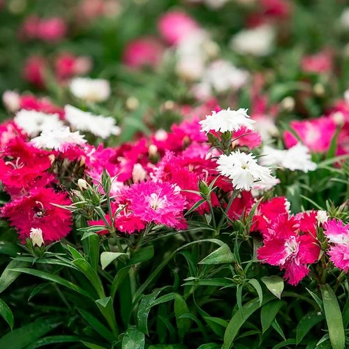 Dianthus Sugar N' Spice 3 Dianthus Sugar N' Spice