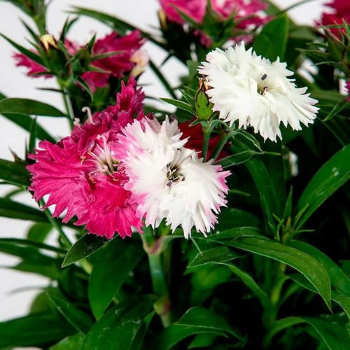 Dianthus Sugar N' Spice 4 Dianthus Sugar N' Spice - Image 2