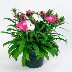 Dianthus Sugar N' Spice 7 Dianthus Sugar N' Spice -Botanical Bliss 29418 2