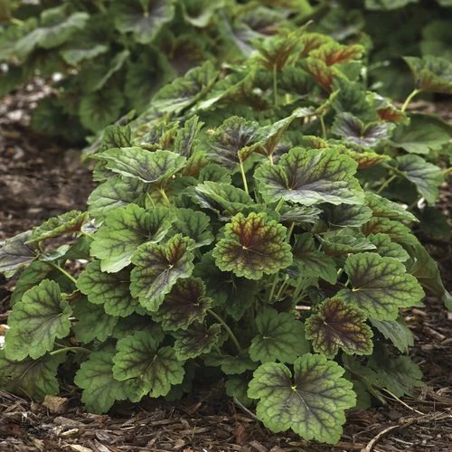Heuchera 'Carnival Cocomint' Coral Bells 3 Heuchera 'Carnival Cocomint' Coral Bells
