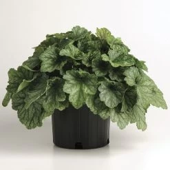 Heuchera 'Carnival Cocomint' Coral Bells 6 Heuchera 'Carnival Cocomint' Coral Bells -Botanical Bliss 29424 1