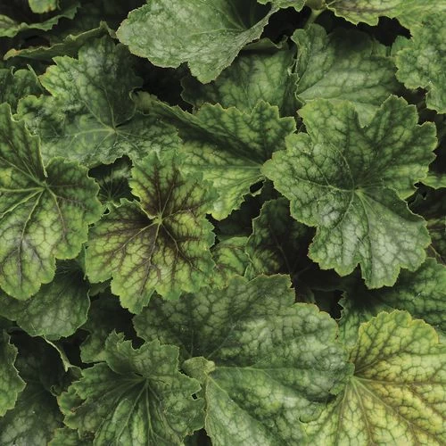 Heuchera 'Carnival Cocomint' Coral Bells 5 Heuchera 'Carnival Cocomint' Coral Bells - Image 3