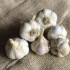 Garlic German White Stiffneck Organic Bulbs -Botanical Bliss 29425 PK 2