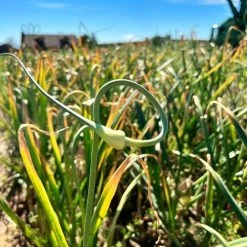 Garlic German White Stiffneck Organic Bulbs -Botanical Bliss 29425 PK 2 1