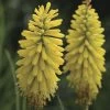 Kniphofia Glowstick Red Hot Poker -Botanical Bliss 29427