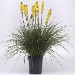 Kniphofia Glowstick Red Hot Poker -Botanical Bliss 29427 1