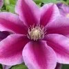 Clematis Boulevard® Poseidon™ -Botanical Bliss 29428