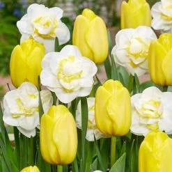 Tulipa & Narcissus Yellow Mellow Blend Bulbs