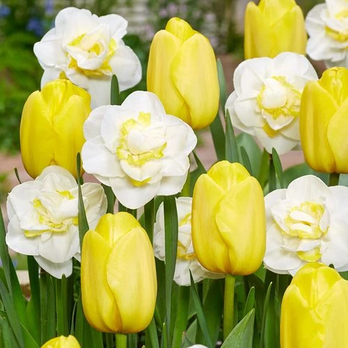 Tulipa & Narcissus Yellow Mellow Blend Bulbs 3 Tulipa & Narcissus Yellow Mellow Blend Bulbs
