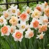 Narcissus Pink Blend Daffodil Bulbs -Botanical Bliss 29433 PK 16